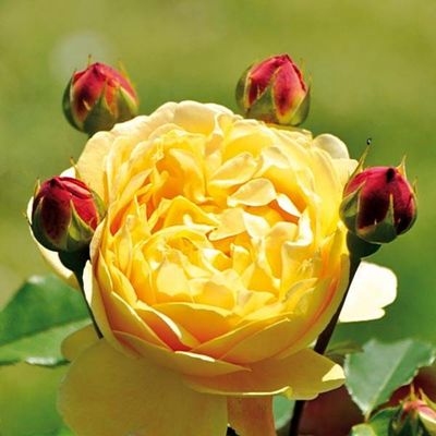Englische Rosen ´Golden Celebration´ ® von TOM-GARTEN auf blumen.de