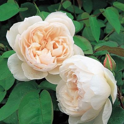 Englische Rosen ´The Generous Gardener´ ® von TOM-GARTEN auf blumen.de
