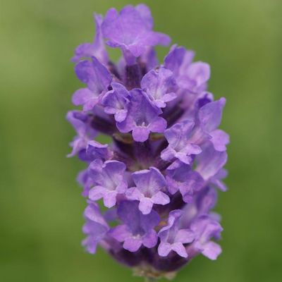 Englischer Lavendel No. 9 XL von Gärtner Pötschke auf blumen.de
