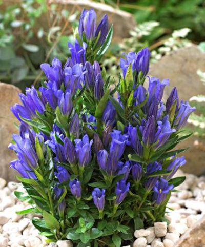 Enzian ‘Diana’ von Bakker auf blumen.de