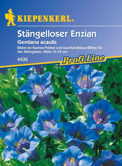 Enzian Stengelwurz von TOM-GARTEN auf blumen.de
