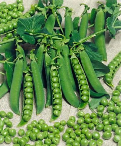 Erbse Vada von Bakker auf blumen.de