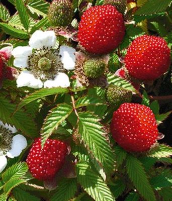 Erdbeer-Himbeere ´Asterix®,´ von BALDUR-Garten auf blumen.de