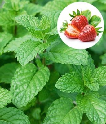 Erdbeer-Minze von BALDUR-Garten auf blumen.de