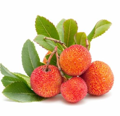 Erdbeerbaum -  Arbutus unedo von Der Palmenmann auf blumen.de