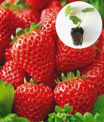 Erdbeere ´Cupido®,´ F1 von BALDUR-Garten auf blumen.de