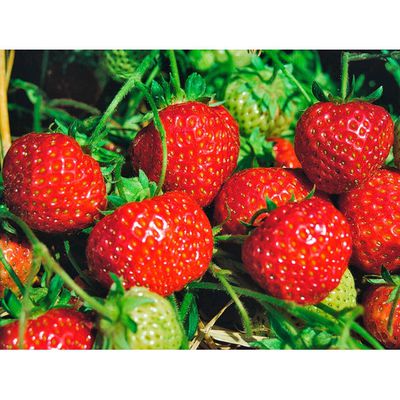 Erdbeere Senga Sengana 10 Pflanzen von OBI auf blumen.de