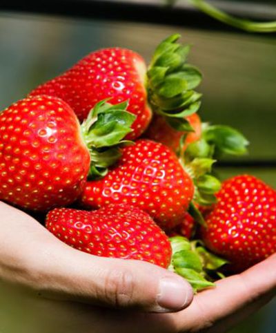 Erdbeere ’Sweet Eve’® von Bakker auf blumen.de