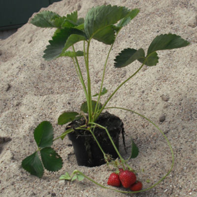 Erdbeeren `Honeoye` (Fragaria `Honeoye`)  von Pflanzenwelt Biermann auf blumen.de