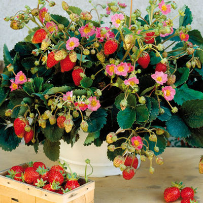 Erdbeeren ´Toscana´ F1 von TOM-GARTEN auf blumen.de