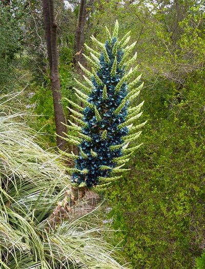 Erdbromelie von Der Palmenmann auf blumen.de