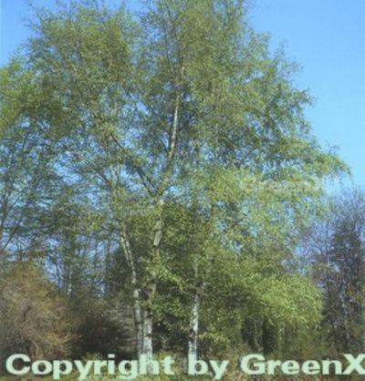 Ermans Birke  von Nr-01 Pflanzenversand auf blumen.de