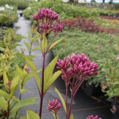 Eupatorium fistulosum 'Atropurpureum' Staude im Topf - Roter Wasserdost 'Atropurpureum' von Gartengruen-24 auf blumen.de