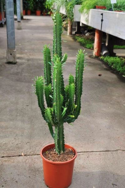 Euphorbia trigona grün von Der Palmenmann auf blumen.de