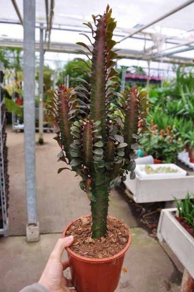 Euphorbia trigona rot von Der Palmenmann auf blumen.de