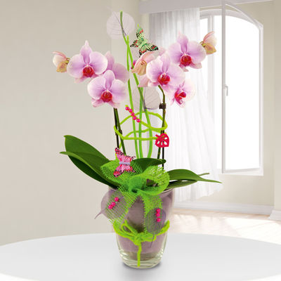 Exklusives Orchideengesteck (Phalaenopsis) von Bluvesa auf blumen.de