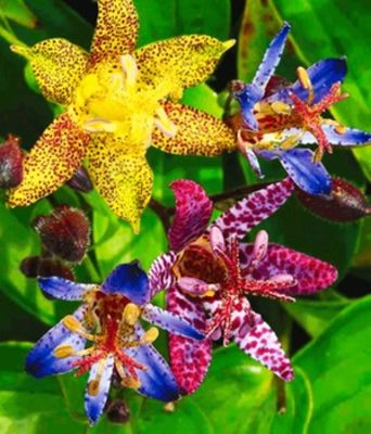 Exotische Tiger-Lilien von BALDUR-Garten auf blumen.de