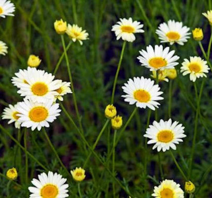 Färberkamille Alba von Nr-01 Pflanzenversand auf blumen.de