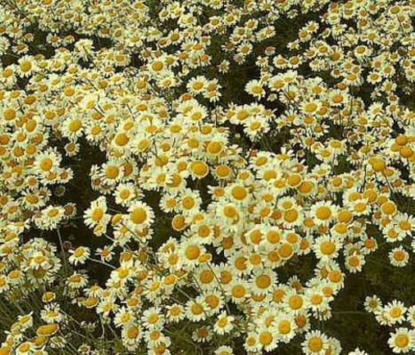 Färberkamille Sauce Hollandaise von Nr-01 Pflanzenversand auf blumen.de