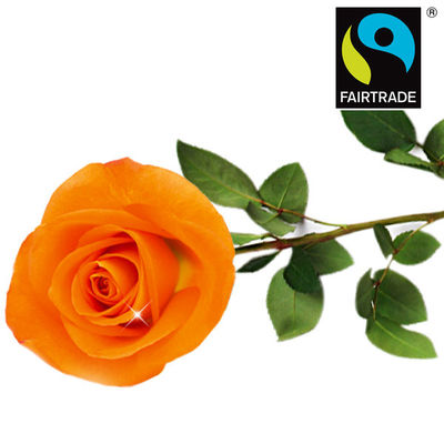 FAIRTRADE Einzelrose orange von FloraPrima auf blumen.de