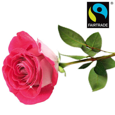 FAIRTRADE Einzelrose rosa in edler Verpackung von FloraPrima auf blumen.de