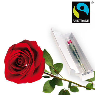 FAIRTRADE Einzelrose rot in edler Verpackung von FloraPrima auf blumen.de