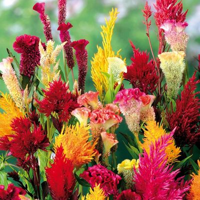 Federbusch (Celosia) Feuerwerk Mix von TOM-GARTEN auf blumen.de