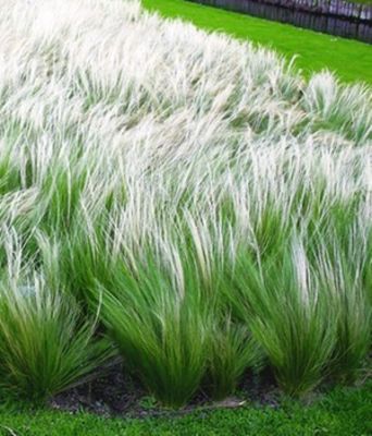 Federgras (Stipa) von BALDUR-Garten auf blumen.de