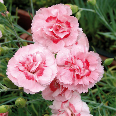 Federnelken ´Dianthus plumarius´ von TOM-GARTEN auf blumen.de