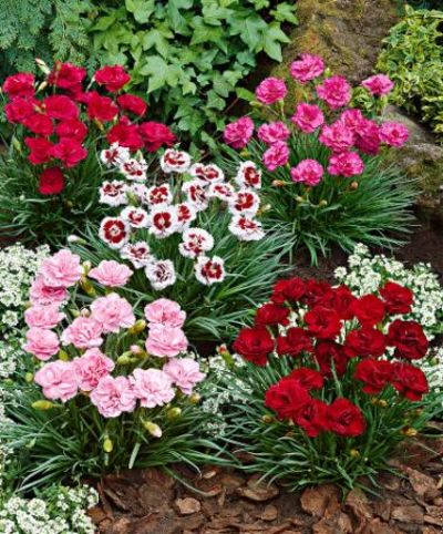 Federnelken gemischt von Bakker auf blumen.de