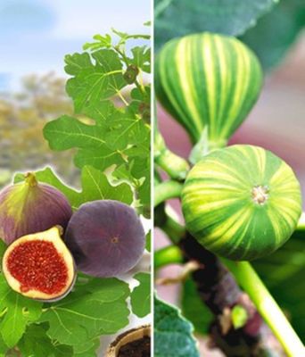 Feigen-Kollektion von BALDUR-Garten auf blumen.de