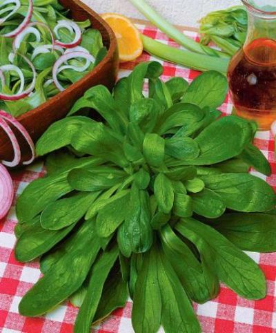 Feldsalat 'Holländischer Breitblättriger' von Bakker auf blumen.de