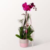 Festliche Schmetterlingsorchidee von FloraPrima auf blumen.de