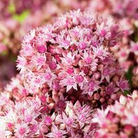 Fetthenne Matrona von Gärtner Pötschke auf blumen.de