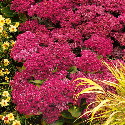 Fetthenne Mr. Goodbud von Gärtner Pötschke auf blumen.de