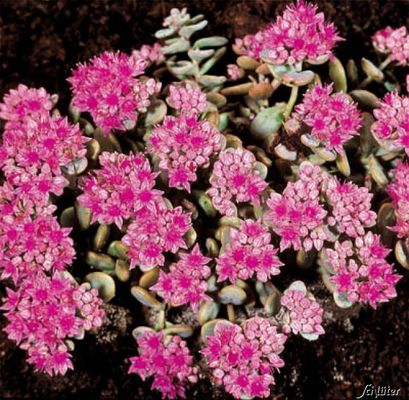 Fetthenne Rosenteppich von Garten Schlüter auf blumen.de