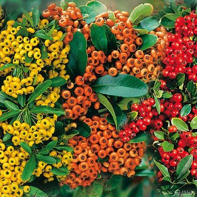 Feuerdorn ´Mischung´  von Garten Schlüter auf blumen.de