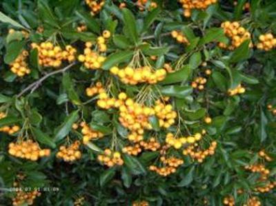 Feuerdorn Orange Glow von Gartengruen-24 auf blumen.de