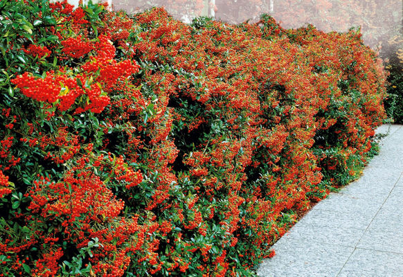 Feuerdorn »Red Column« von gartenHELDEN auf blumen.de