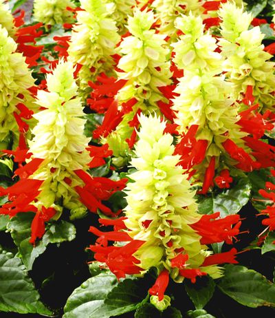 Feuersalbei ´Unica Red & White´ von BALDUR-Garten auf blumen.de