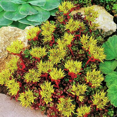 Feurige Fetthenne von Gärtner Pötschke auf blumen.de