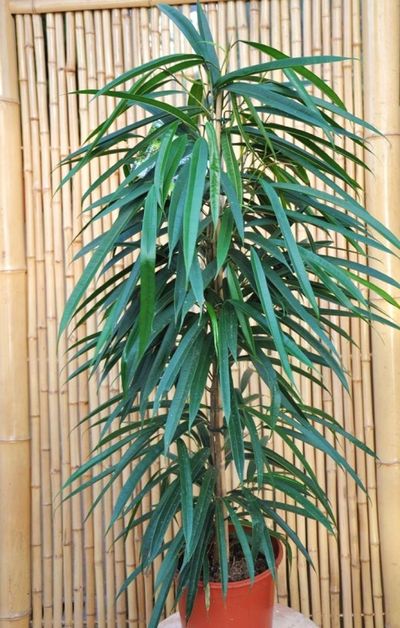 Ficus alii von Der Palmenmann auf blumen.de