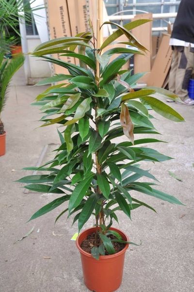 Ficus Amstel King von Der Palmenmann auf blumen.de