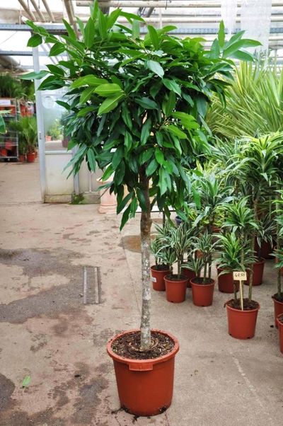 Ficus Amstel King von Der Palmenmann auf blumen.de