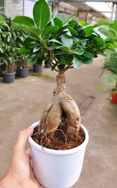 Ficus microcarpa ginseng - Ficus bonsai - Sonderaktion von Der Palmenmann auf blumen.de