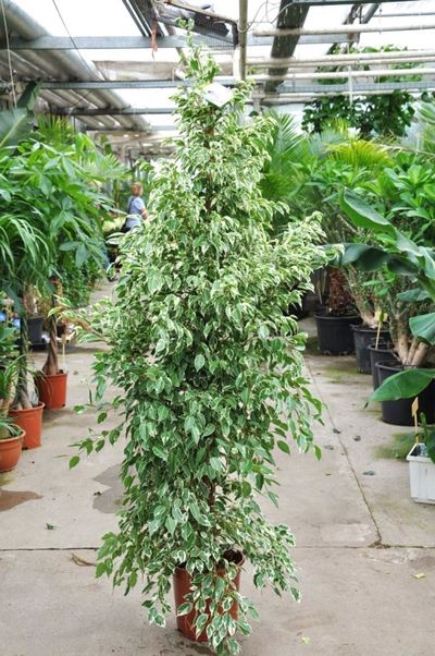 Ficus Twilight von Der Palmenmann auf blumen.de