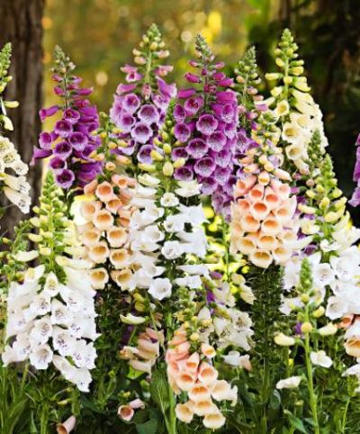 Fingerhut 'Dalmatian' F1 gemischt von Bakker auf blumen.de
