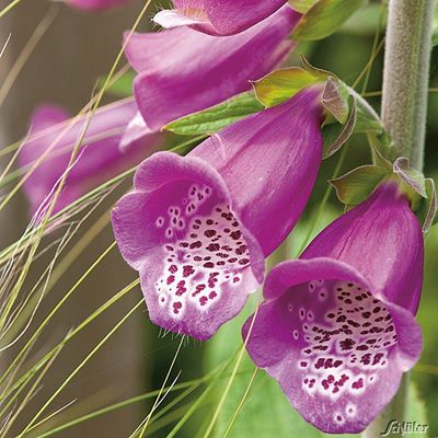 Fingerhut (dunkelrosa) von Garten Schlüter auf blumen.de