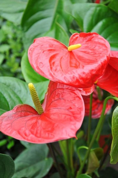 Flamingoblume - Anthurie in Rot von Der Palmenmann auf blumen.de