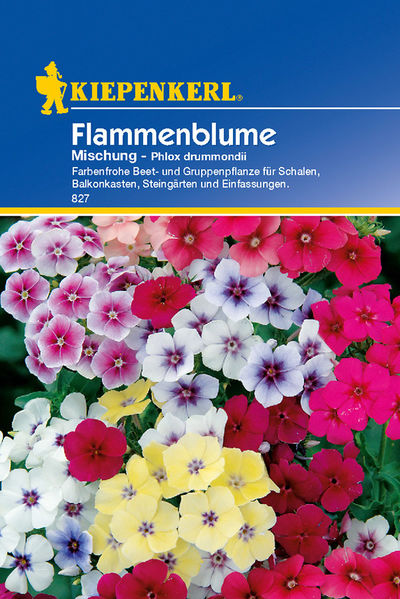 Flammenblume Mischung von TOM-GARTEN auf blumen.de